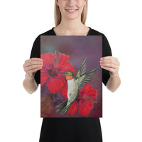 Hibiscus Hummingbird Canvas 12x16 Canvas White - Polynesian Pride