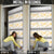 Samoa White Sunday Door Cover Samoan Tapa Yellow Hibiscus - Polynesian Pride