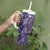 Pacific Beauty Girl Tumbler With Handle Violet Polyneisan Tribal Vintage Motif