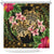 hawaiiShower Curtain - Turtle Strong Pattern Hibiscus Plumeria Art AH 177 x 172 (cm) Black - Polynesian Pride