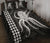 Hawaii Octopus KaKau Polynesian Quilt Bed Set - White - Polynesian Pride